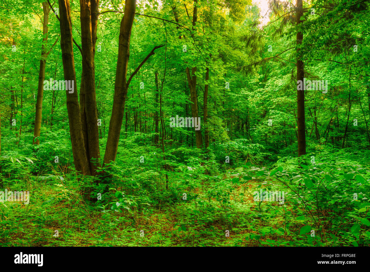 Sommergrün Laubwald Wald. Wunderschöne Natur Stockfoto