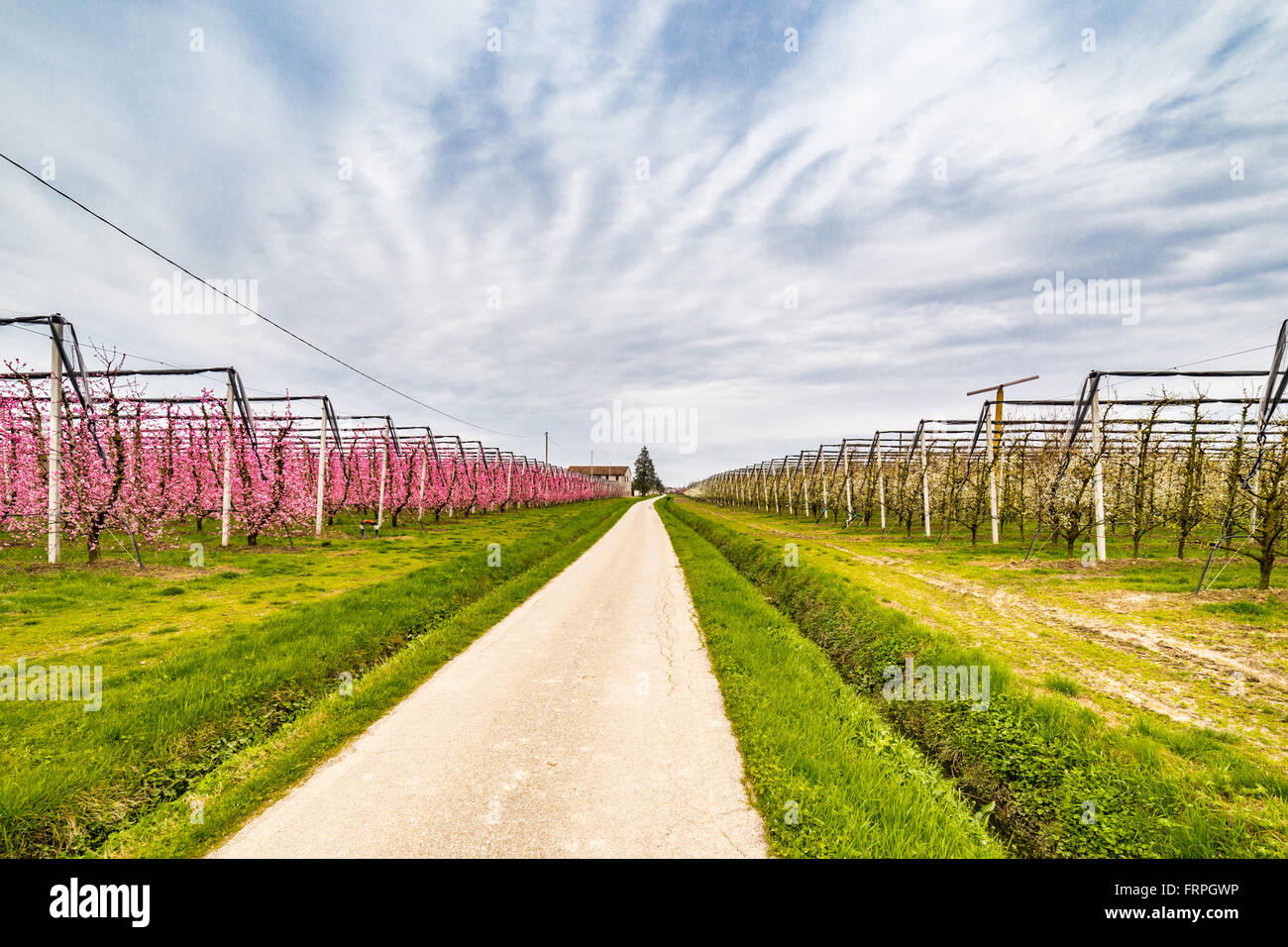 moderne Landwirtschaft organisiert Felder in regelmäßigen Geometrien der Obstgärten, Herold die Ankunft des Frühlings mit den ersten Blüten Stockfoto