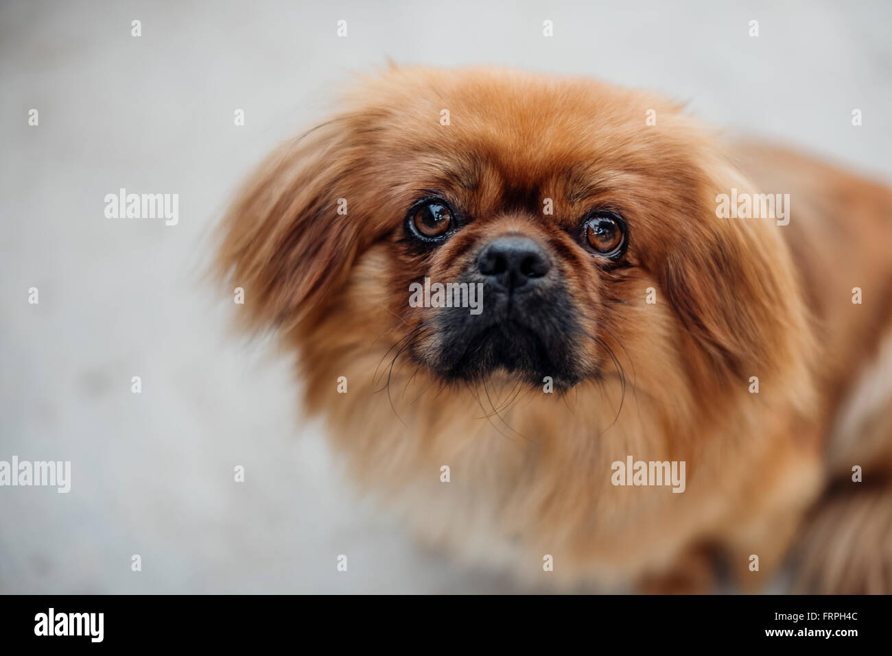 Porträt von ein süßer Hund Stockfoto