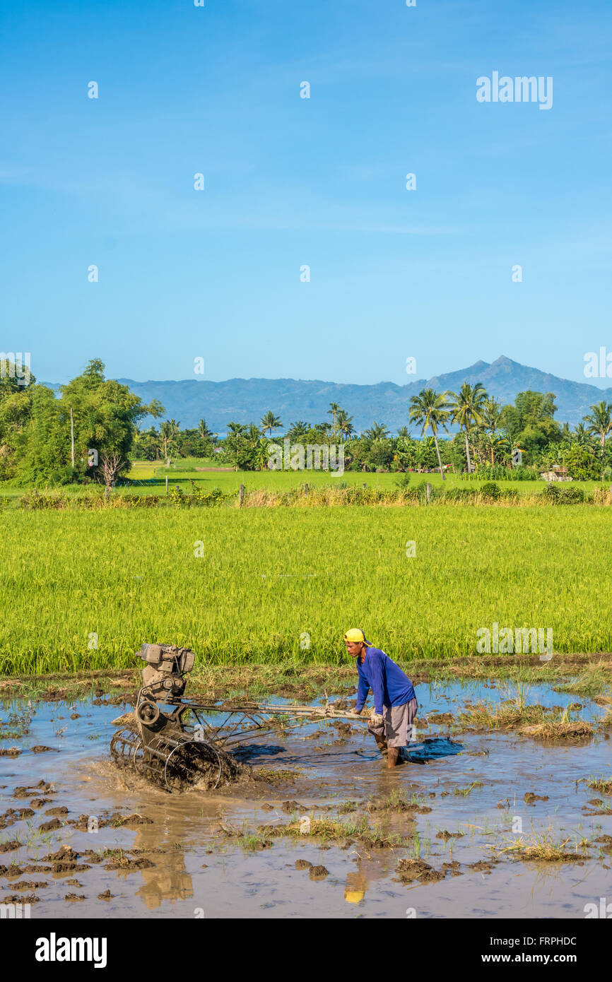 Philippinen Leyte Ormoc bereitet den Reis Felder für die Bepflanzung von Adrian Baker Stockfoto