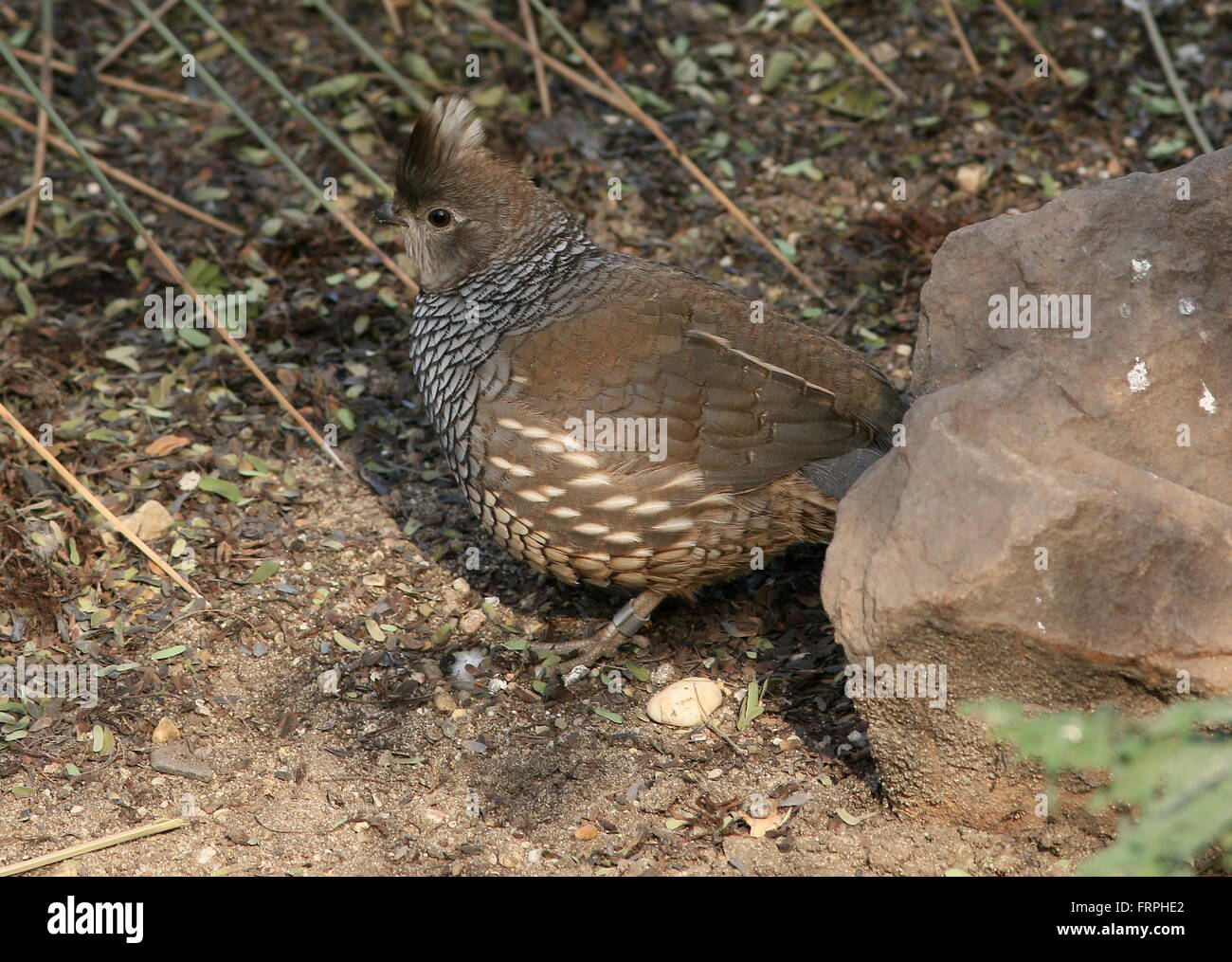 Skalierte Wachtel oder blaue Wachtel (Art Squamata), stammt aus der trockenen Südwesten der USA und Nord & zentralen mexikanischen Wüsten Stockfoto