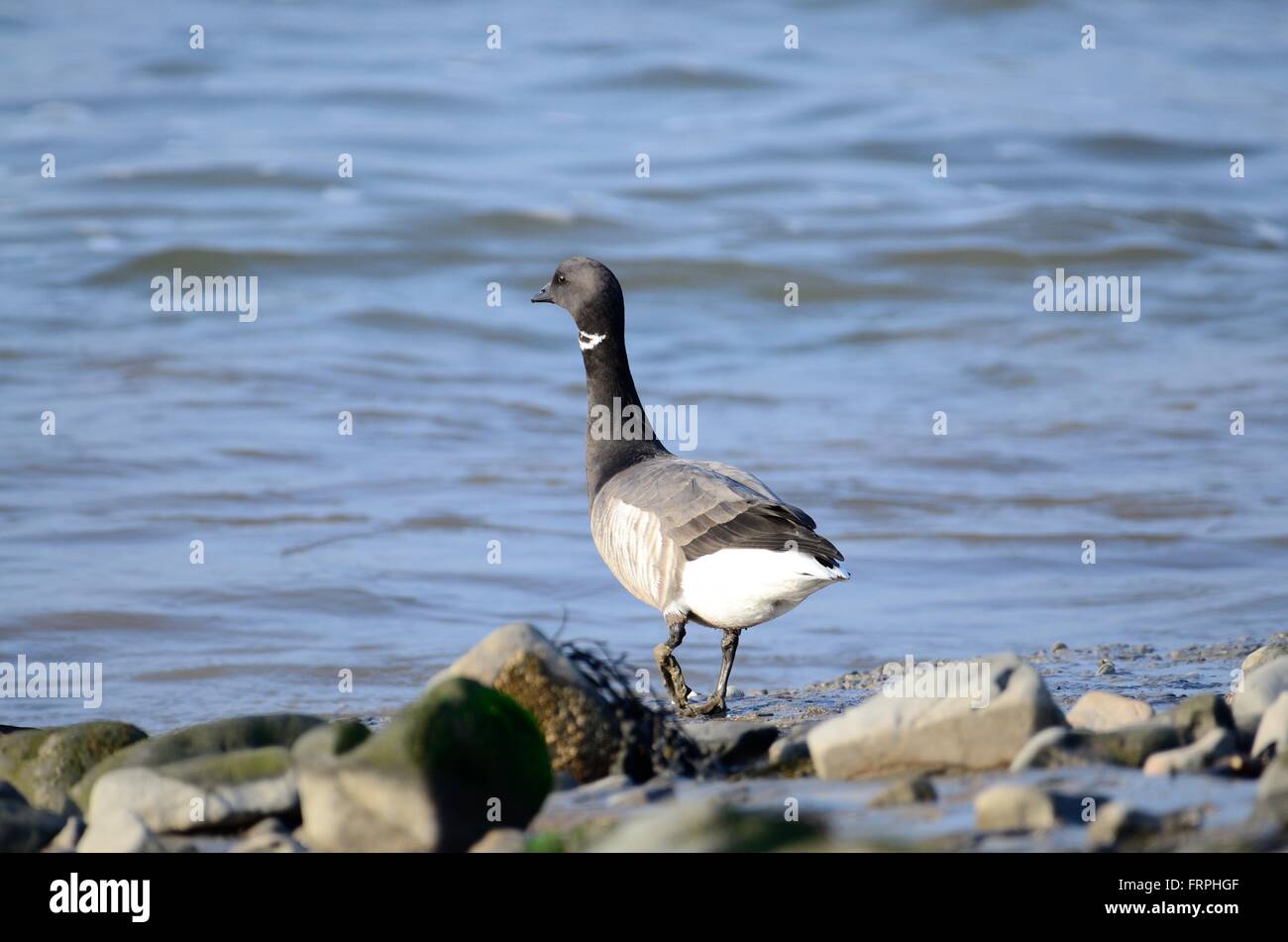 Brent Goose Branta Bernicla am Ufer des Tywi Mündung Carmarthenshire Stockfoto