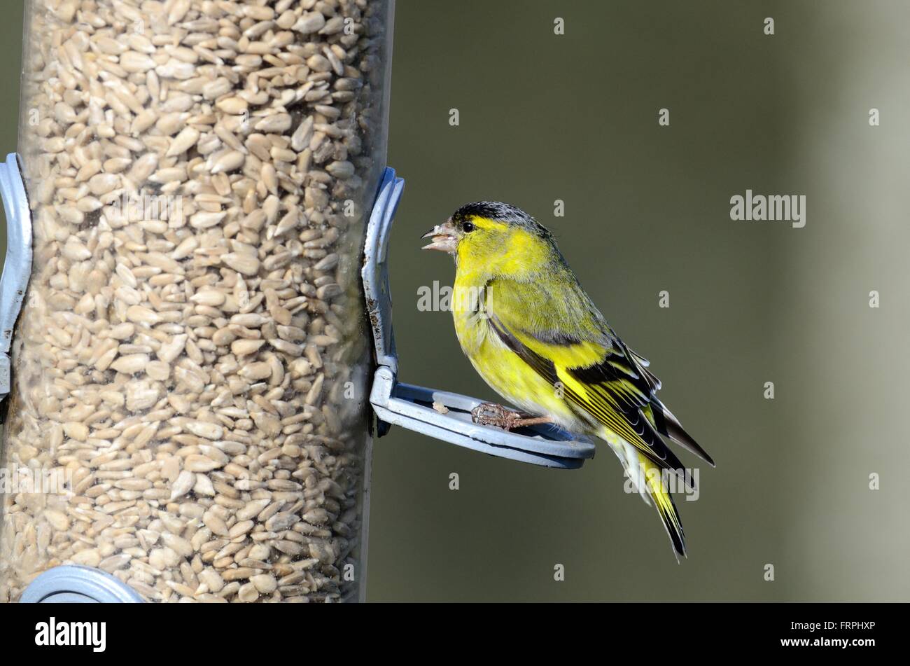 Erlenzeisig Cardulis Spinus Fütterung auf ein Futterhäuschen voller Sonnenblumenkerne Stockfoto