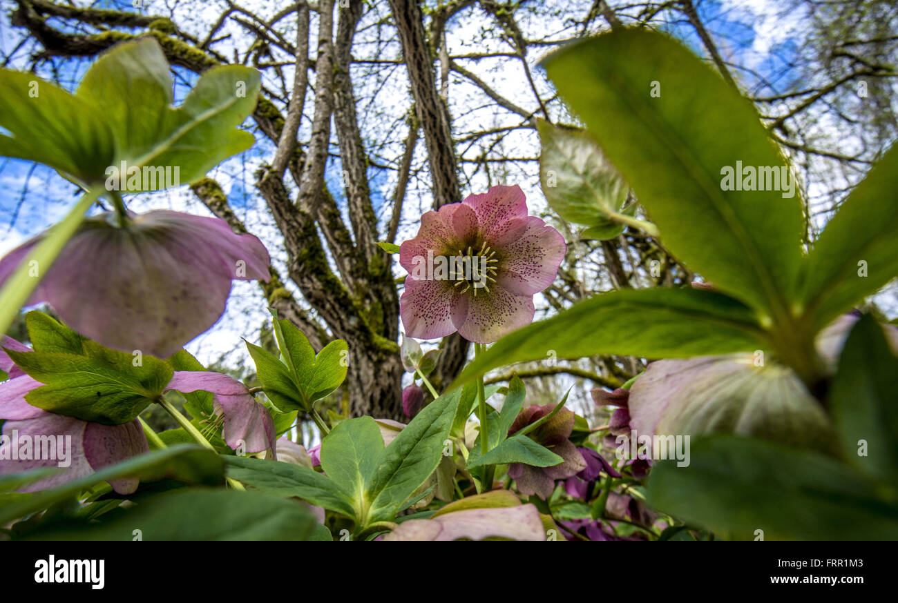 Seattle, Washington, USA. 23. März 2016. Kubota-Garten ist ein 20-Hektar großen japanischen Garten im Stadtteil Rainier Beach von Seattle, Washington. Ein öffentlicher Park seit 1987, wurde es im Jahre 1927 von Fujitaro Kubota, ein japanischer Auswanderer. Bildnachweis: Bruce Chambers/ZUMA Draht/Alamy Live-Nachrichten Stockfoto