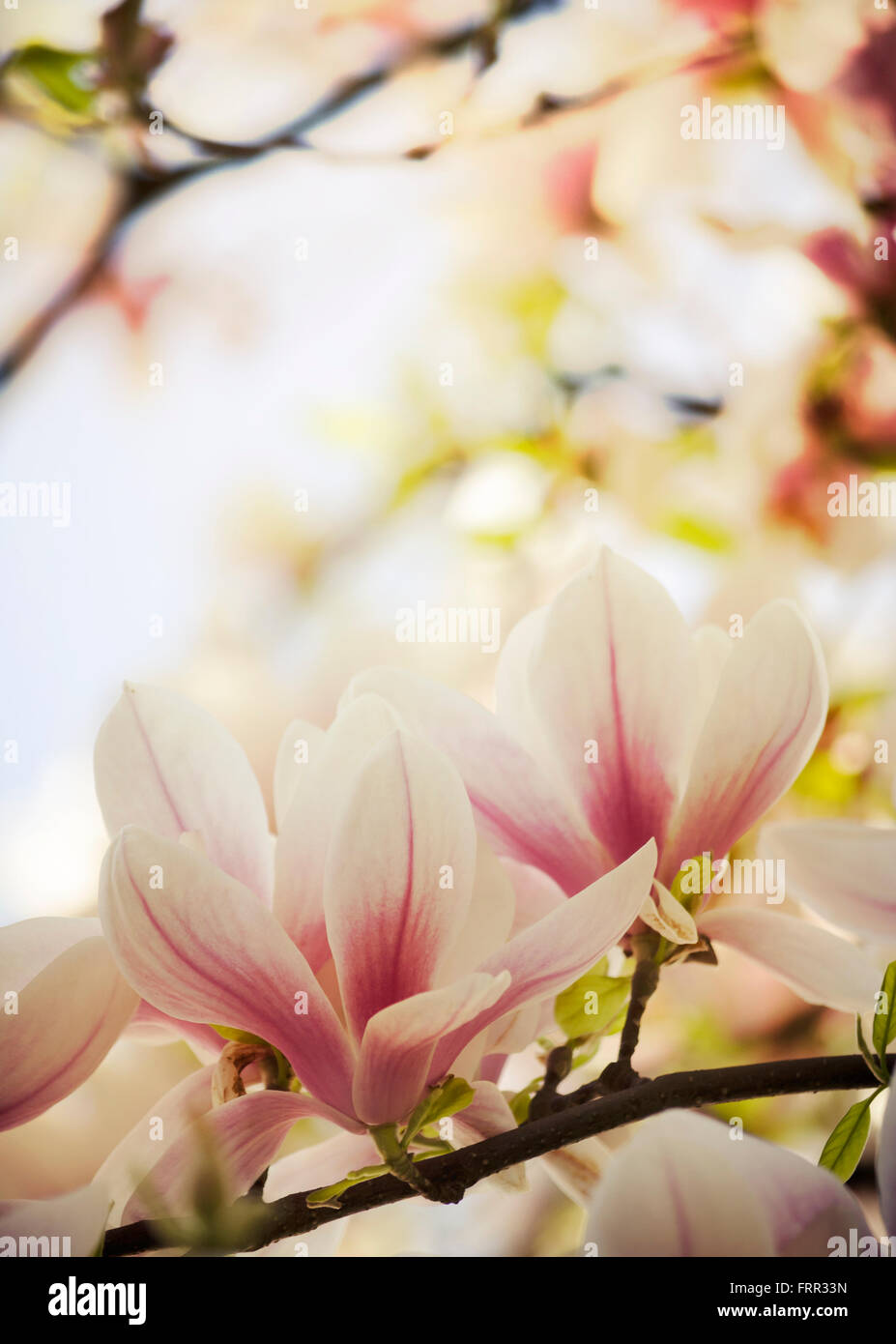 Wunderschöne Magnolie Blume im Garten Stockfoto