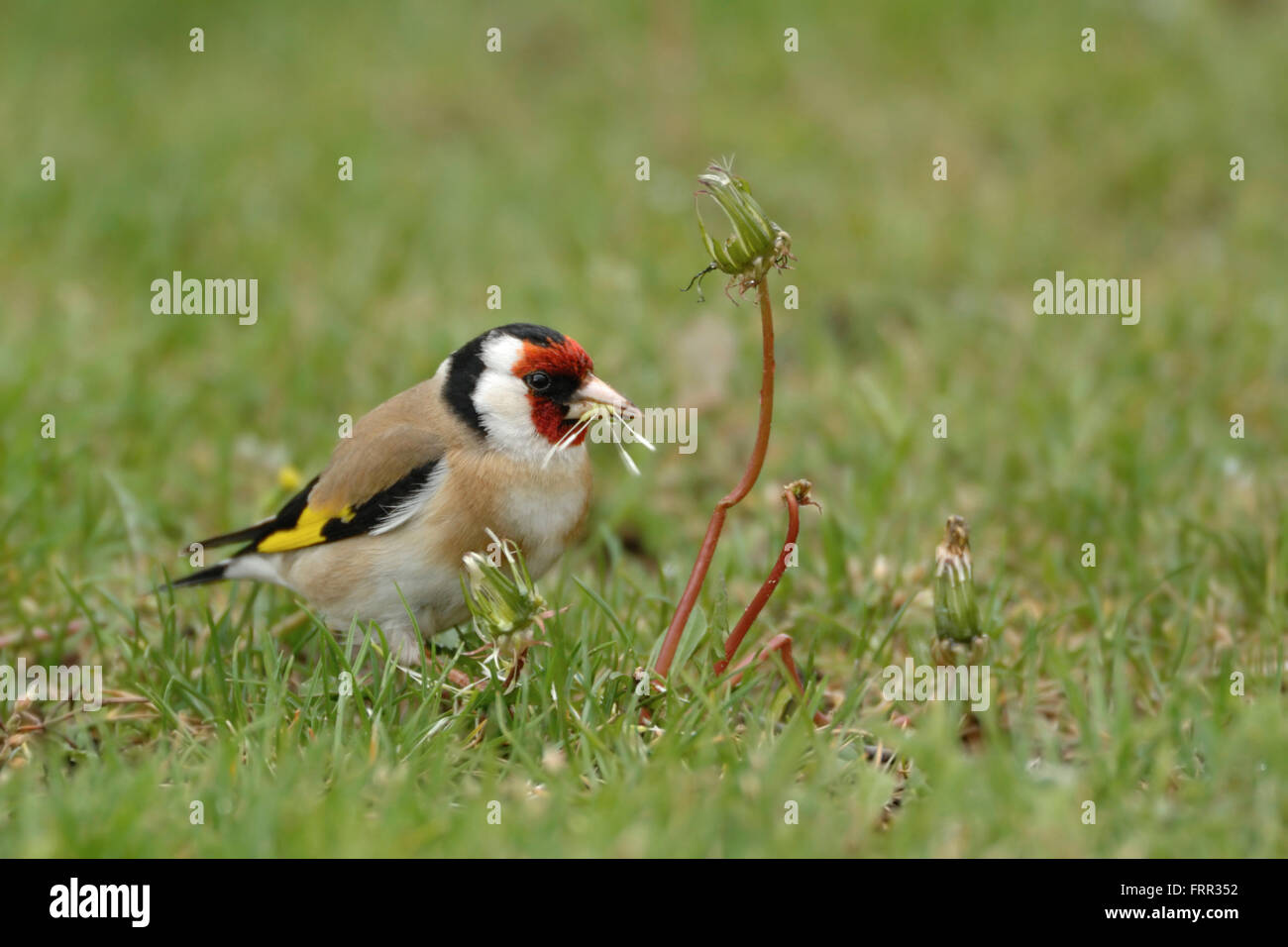 Europäischer Goldfinch (Carduelis carduelis), bunter männlicher, sitzt auf dem Boden im Gras und isst Samen von Löwenzahn, Wildtiere, Europa. Stockfoto