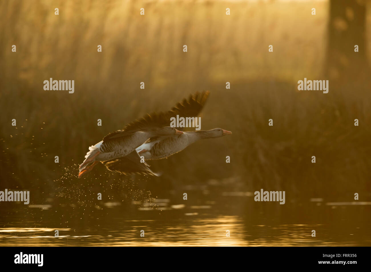 Graugänsen / Gourmet (Anser Anser), paar, nehmen eine natürliche Wasserfläche in atmosphärischen orange Hintergrundbeleuchtung. Stockfoto