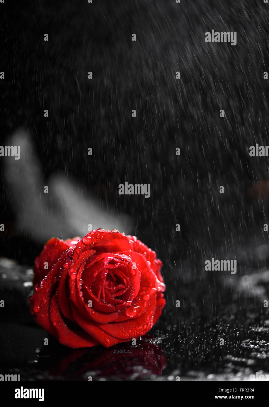 Schöne rote Rose auf der Regen Stockfoto