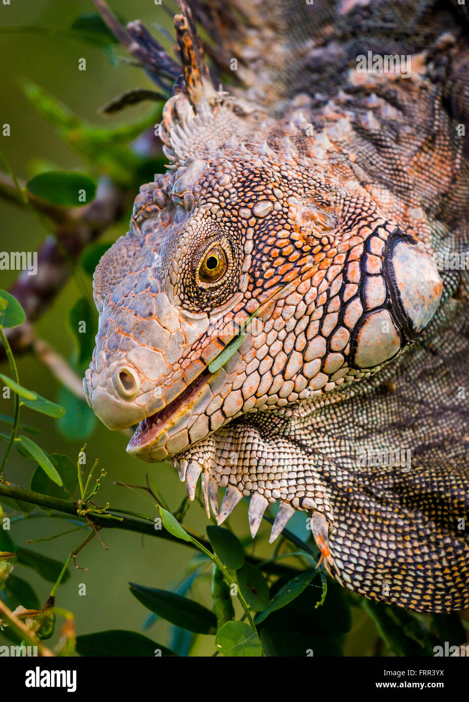 Die Halbinsel OSA, COSTA RICA - männliche grüner Leguan im Baum im Regenwald Stockfoto