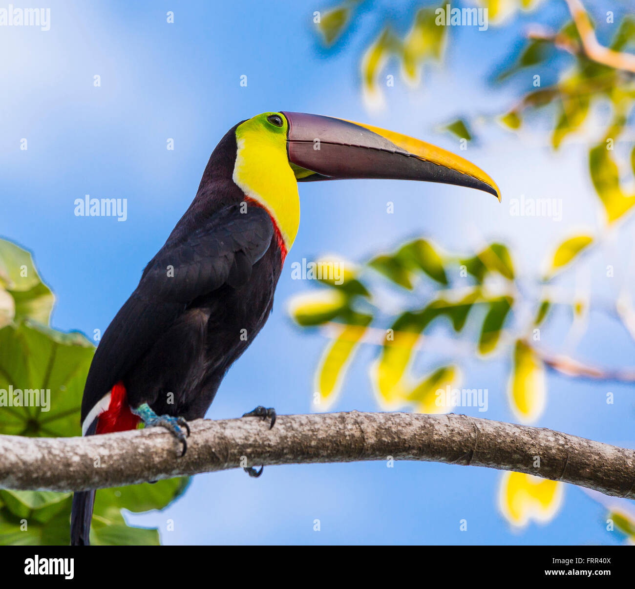 Die Halbinsel OSA, COSTA RICA - Kastanien-mandibled Tukan, ein wilder Vogel auf Ast im Regenwald... Ramphastos ambiguus Stockfoto