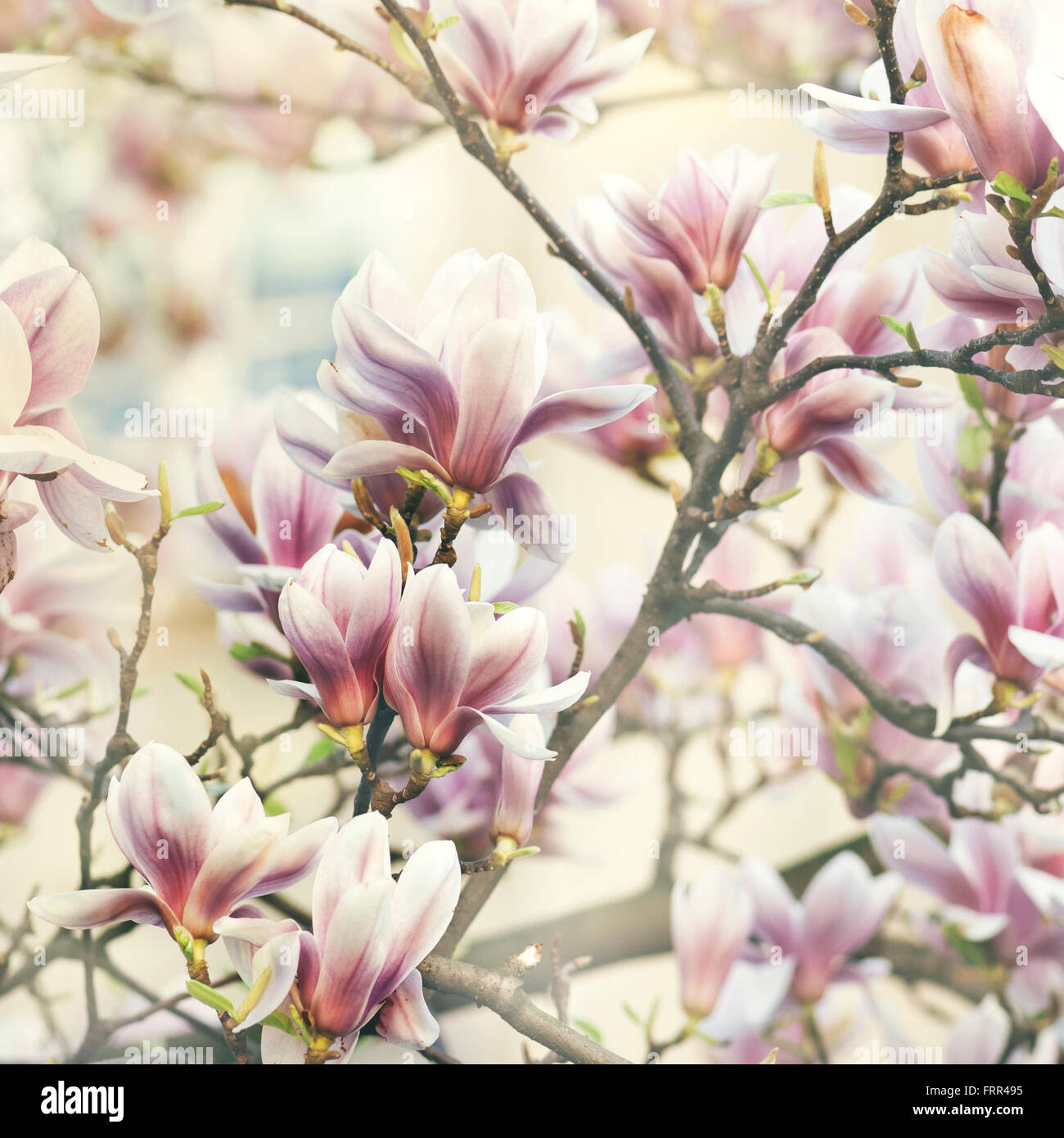 Wunderschöne Magnolie Blume Stockfoto