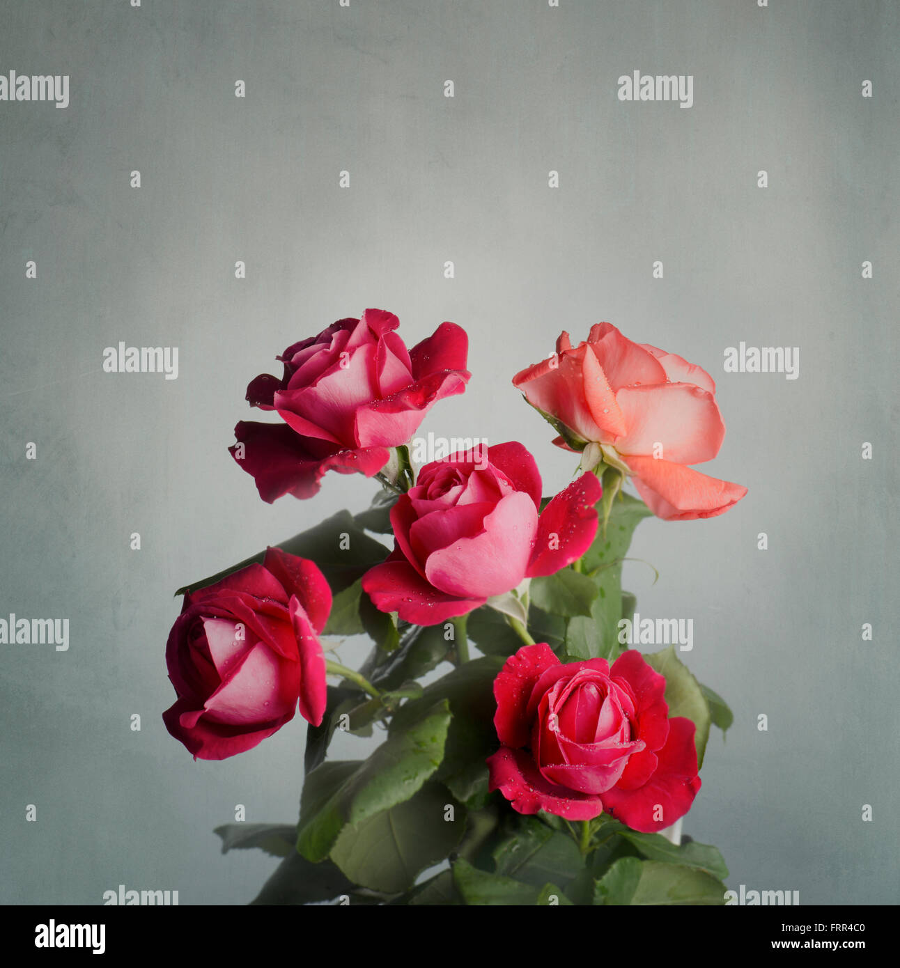 Rote Rosen vor rustikale Wand Stockfoto