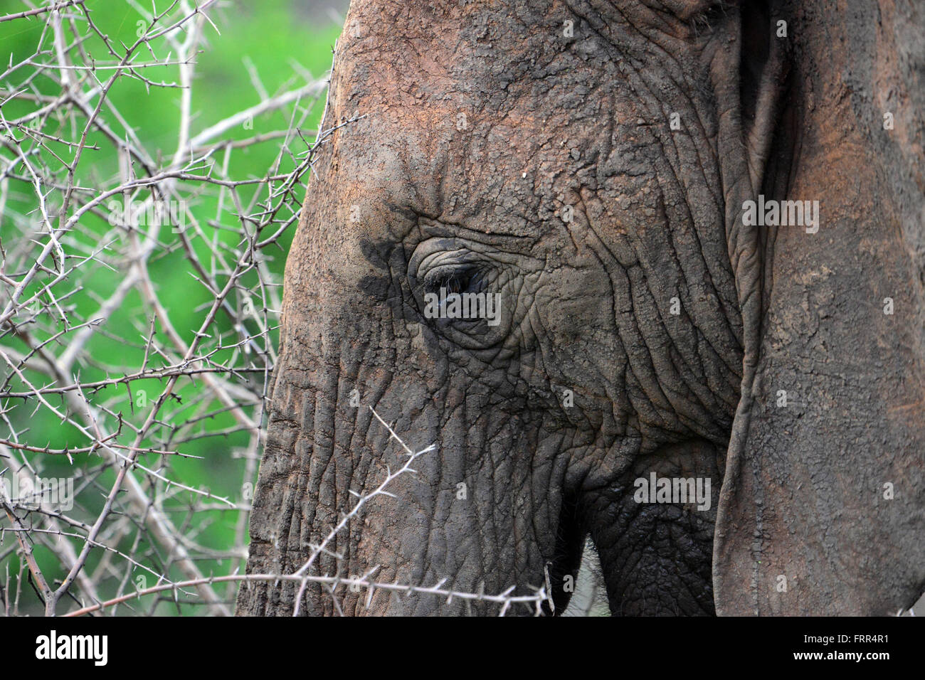 Nahaufnahme zeigt das Auge eines erwachsenen Elefanten im Thanda Wildreservat, Kwa-Zulu Natal, Südafrika Stockfoto
