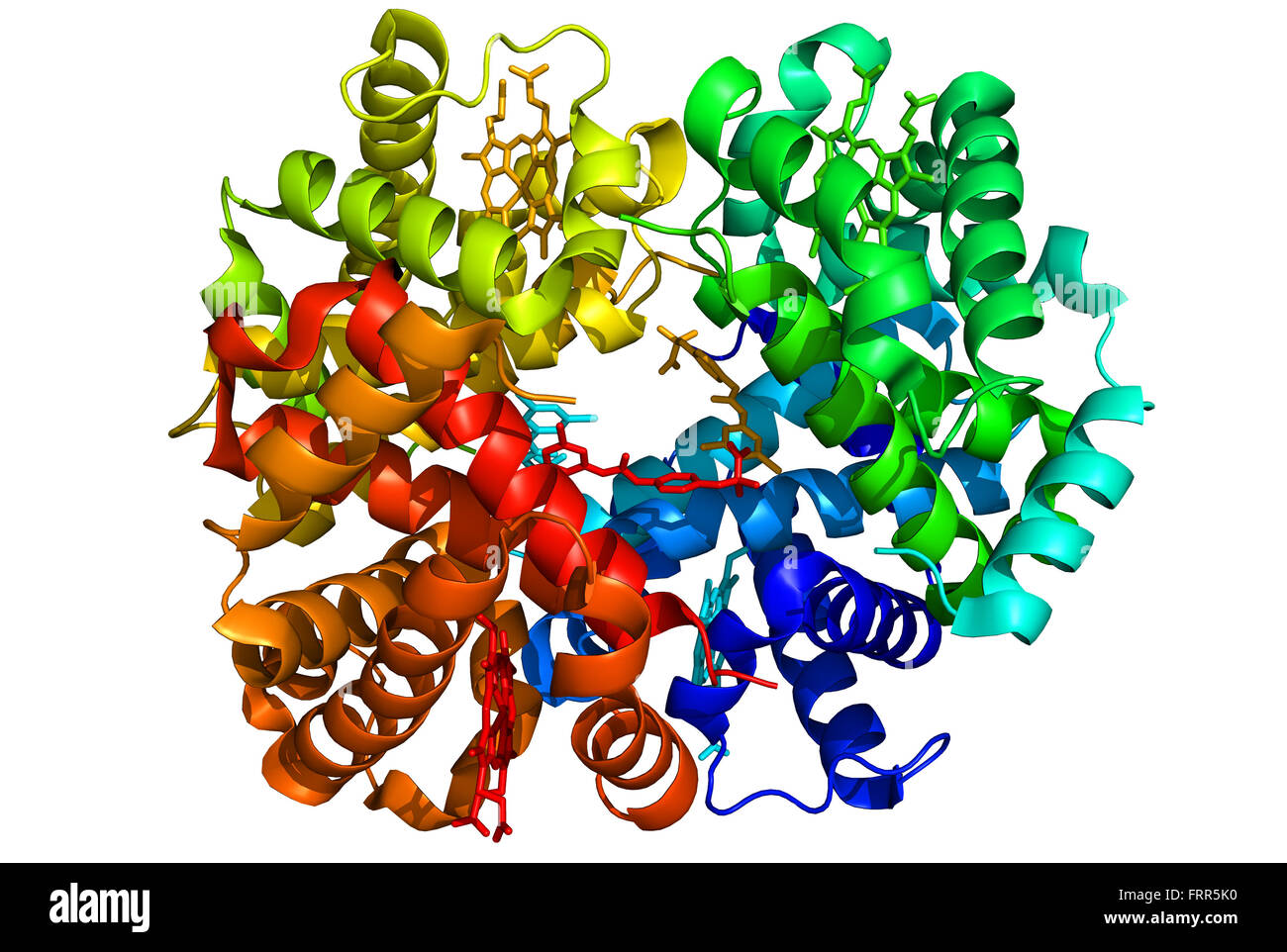 Ein hoher Auflösung Raytraced Band Modell der menschlichen Hämoglobin, das Protein in den roten Blutkörperchen, die Sauerstoff transportiert die Stockfoto