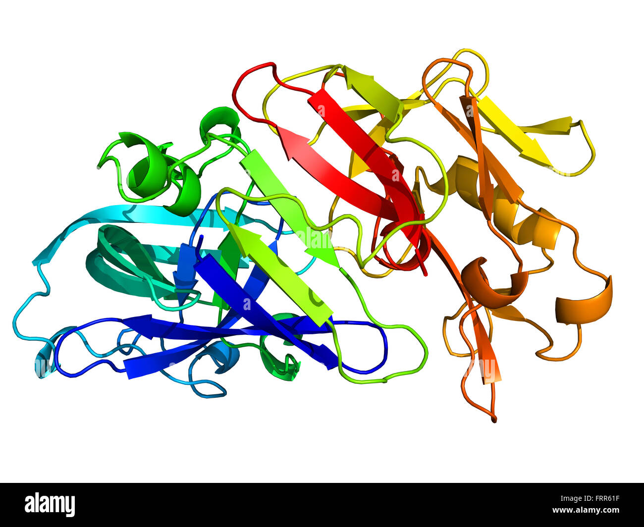 Pepsin 3D-Modell. Ein Enzym, das Nahrungsmittelproteine in Peptide verdaut Stockfoto