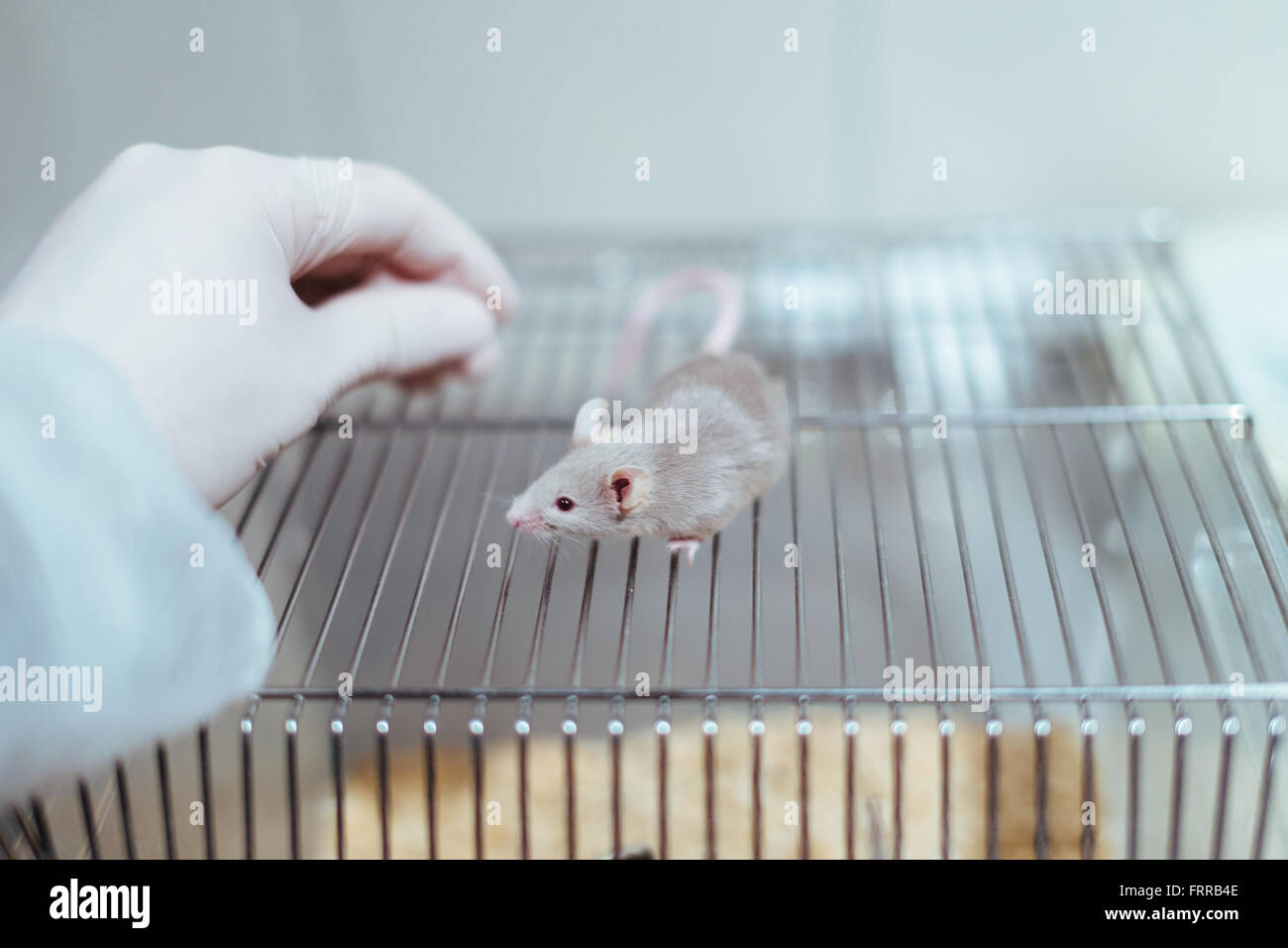 Forscher, die Handhabung einer Labor-Maus in ein wissenschaftliches Experiment am Käfig Stockfoto