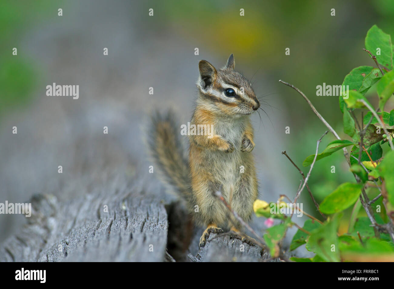 Wenigsten Streifenhörnchen (Tamias Zip / Neotamias ZIP) stehend, in Nordamerika heimisch Stockfoto