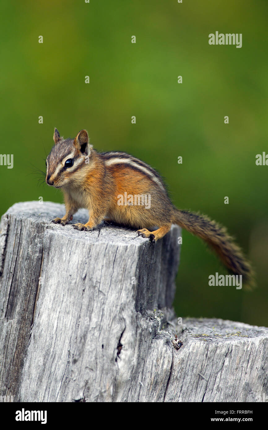Wenigsten Streifenhörnchen (Tamias Zip / Neotamias ZIP) auf Holzzaun, in Nordamerika heimisch Stockfoto