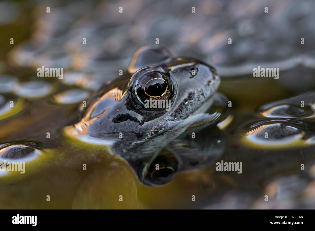 Gemeine Froschlaich Stockfotos und bilder Kaufen Alamy