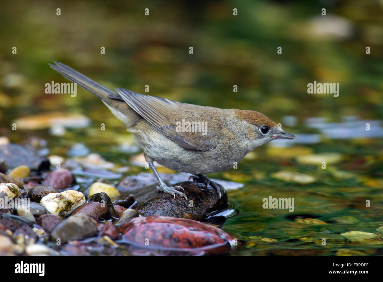 Eurasische Mönchsgrasmücke (Sylvia Atricapilla) weibliche Trinkwasser aus Bach Stockfoto