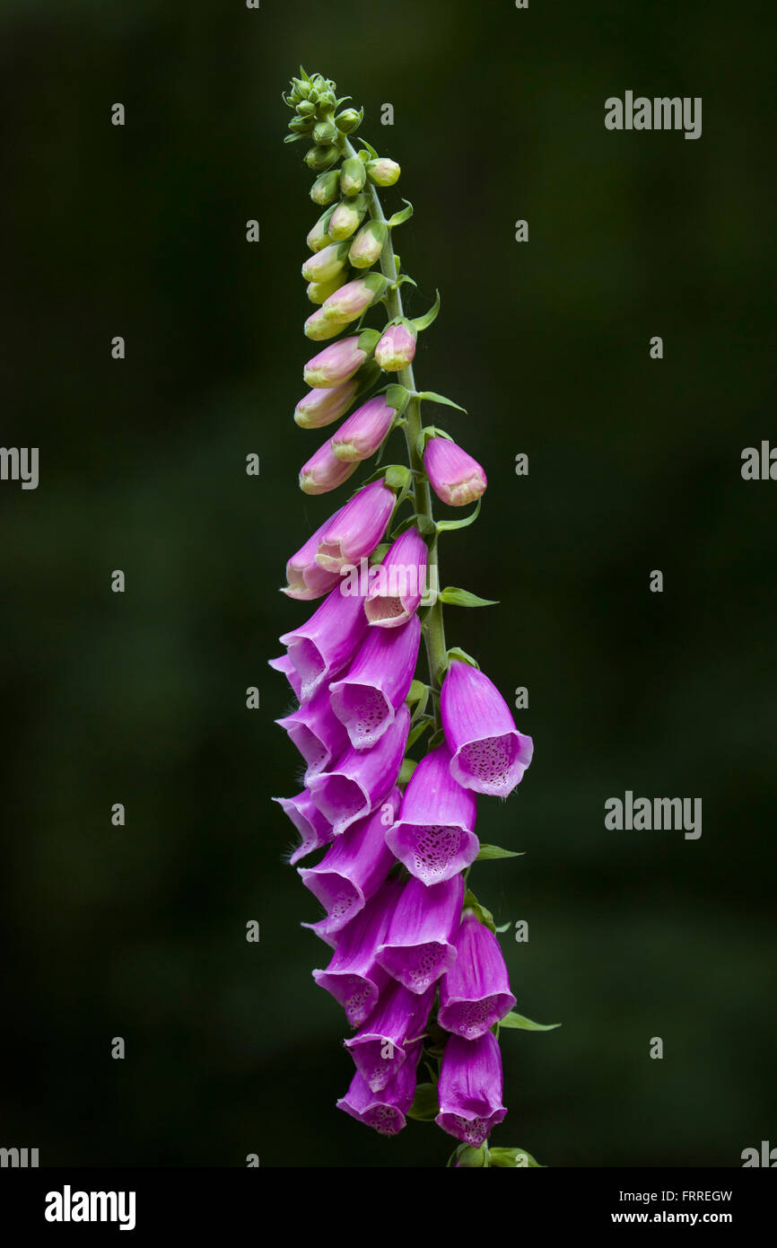 Gemeinsamen Fingerhut / Fingerhut lila / lila Blüten Nahaufnahme Damenhandschuh (Digitalis Purpurea) Stockfoto