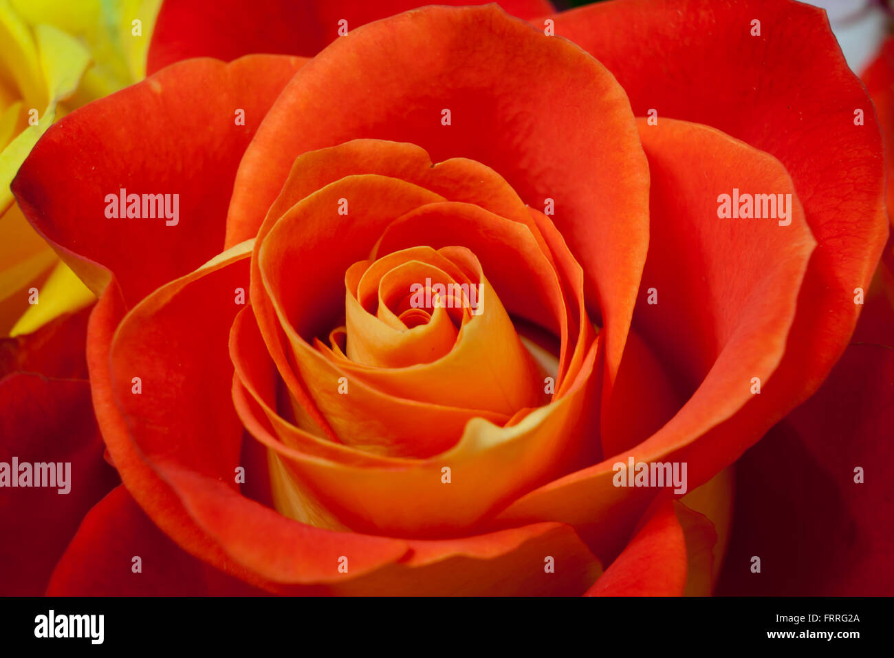 Blumenschmuck, eine einzelne Blume, schöne Stockfoto