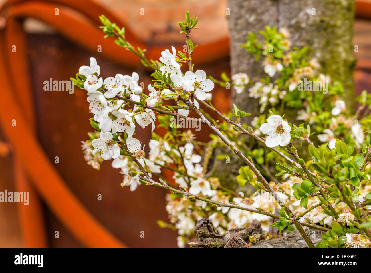 Detail der Birne Blumen an der Wand ein peeling Stockfoto