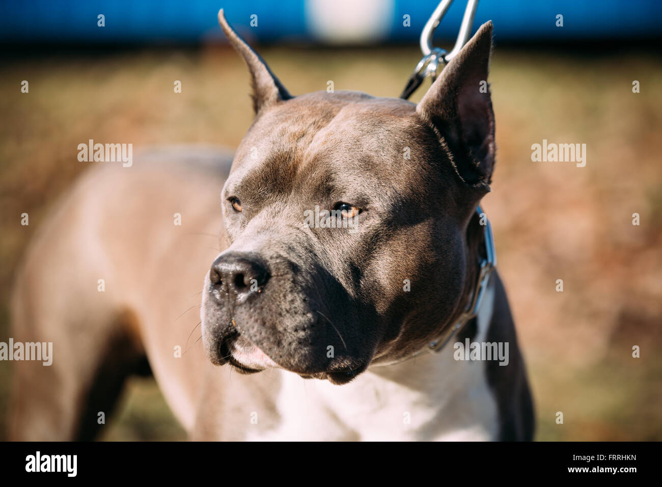 Nahaufnahme eines schönen Hund Amerikanischer Staffordshire-Terrier im freien Stockfoto