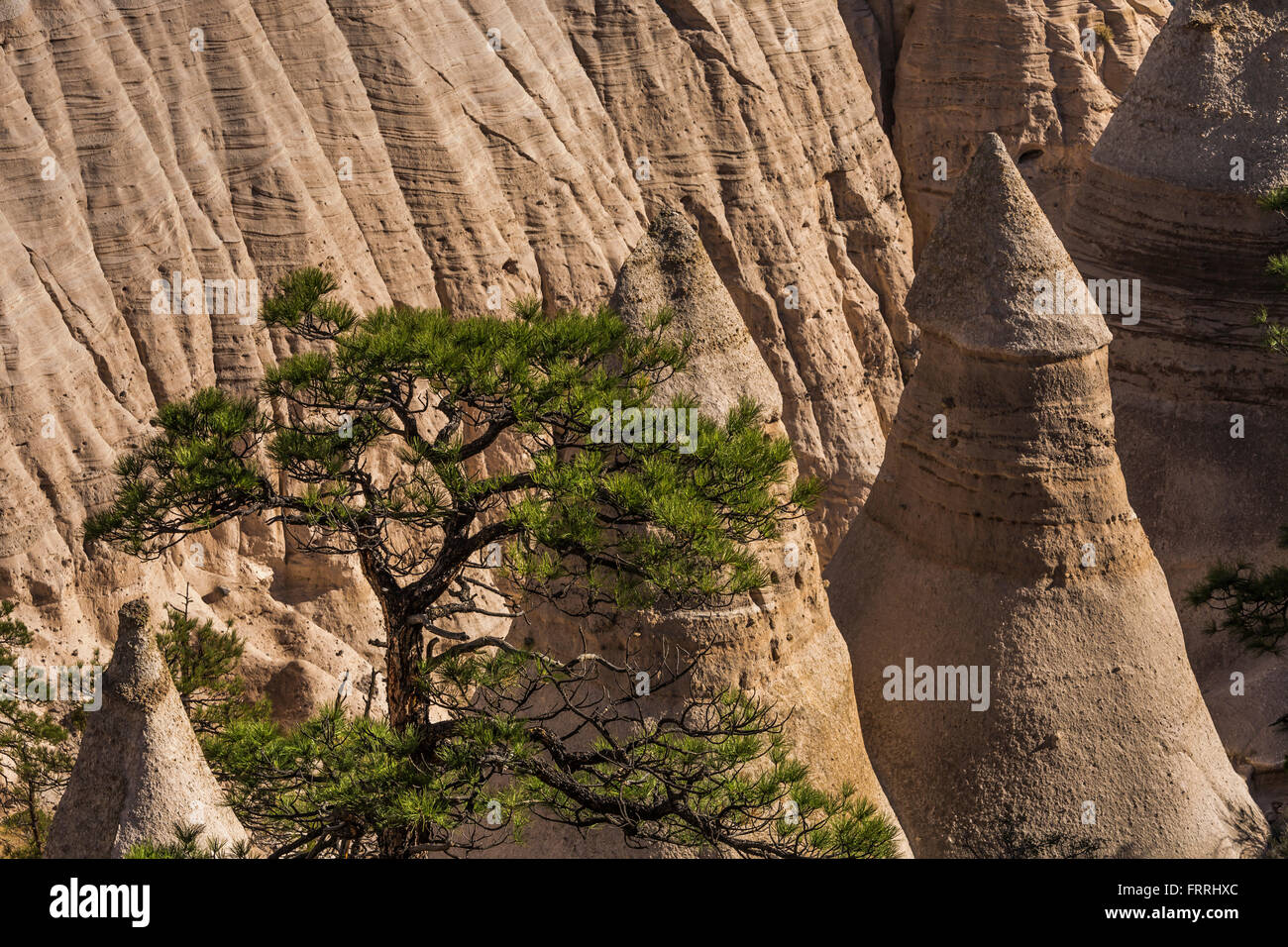 Zelt-förmigen Hoodoos und Gelb-Kiefer angesehen auf Slot Canyon Trail am Kasha-Katuwe Zelt Rocks National Monument, New Mexico, USA Stockfoto