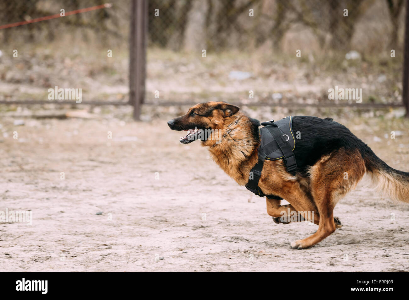 Schnell laufende German Shepherd Dog Training. Elsässischen Wolf-Hund. GSD. Stockfoto