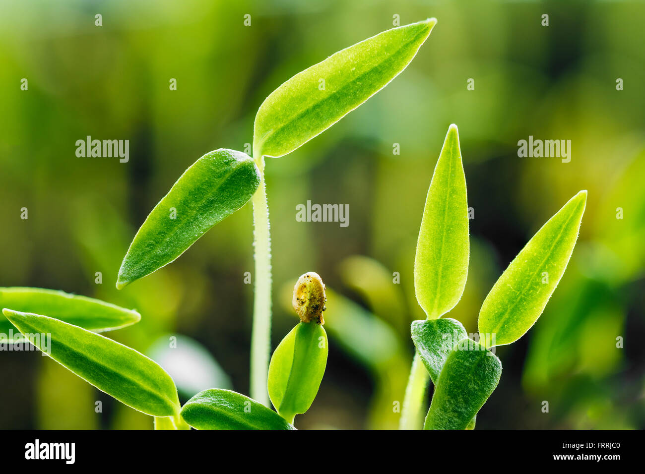 Wachsende grün sprießen. Frühling-Konzept des neuen Lebens. Stockfoto
