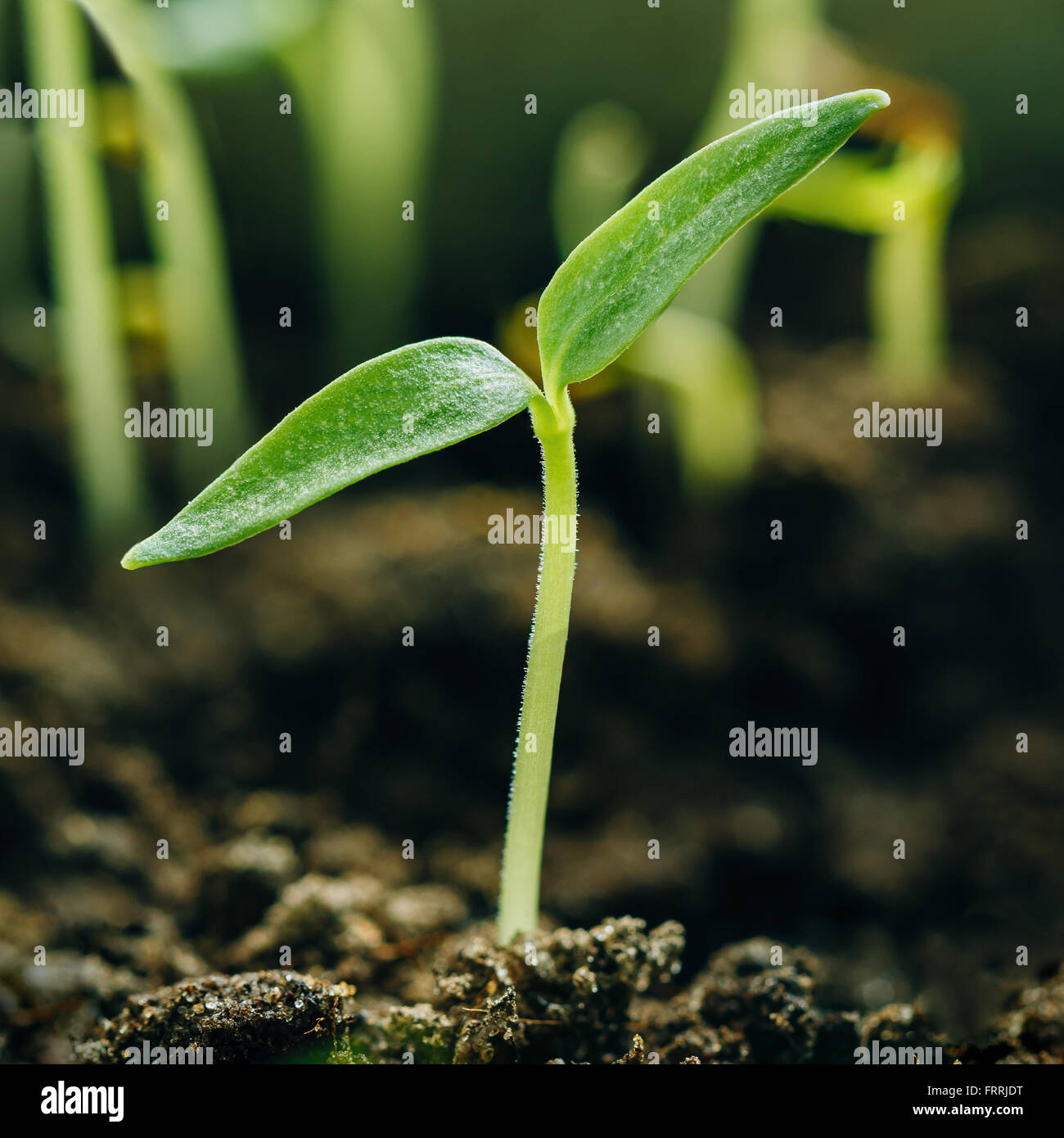 Wachsende grün sprießen aus dem Boden. Frühling-Konzept des neuen Lebens. Landwirtschaftlichen Saison Stockfoto