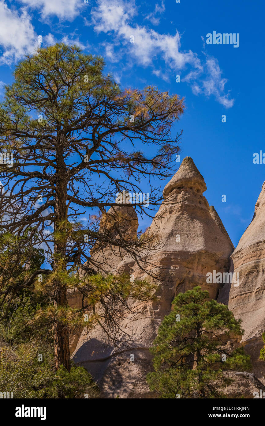 Gelb-Kiefer, Pinus Ponderosa mit Zelt-förmigen Hoodoos in Kasha-Katuwe Zelt Rocks National Monument, New Mexico, USA Stockfoto