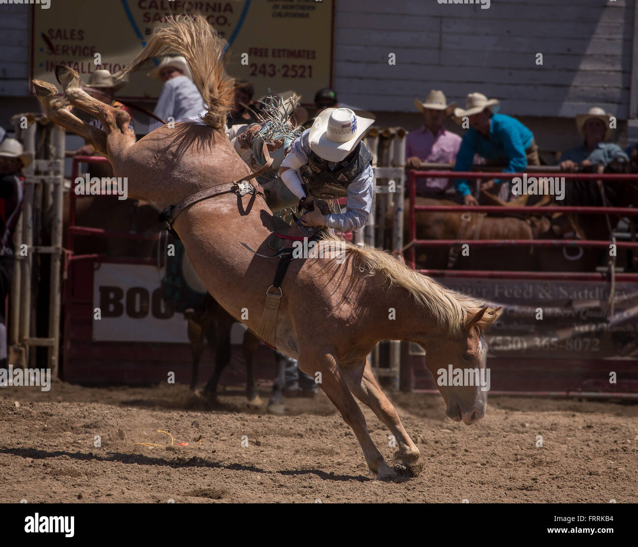 Bronco-Fahrer in Aktion bei der Cottonwood, California Rodeo. Stockfoto