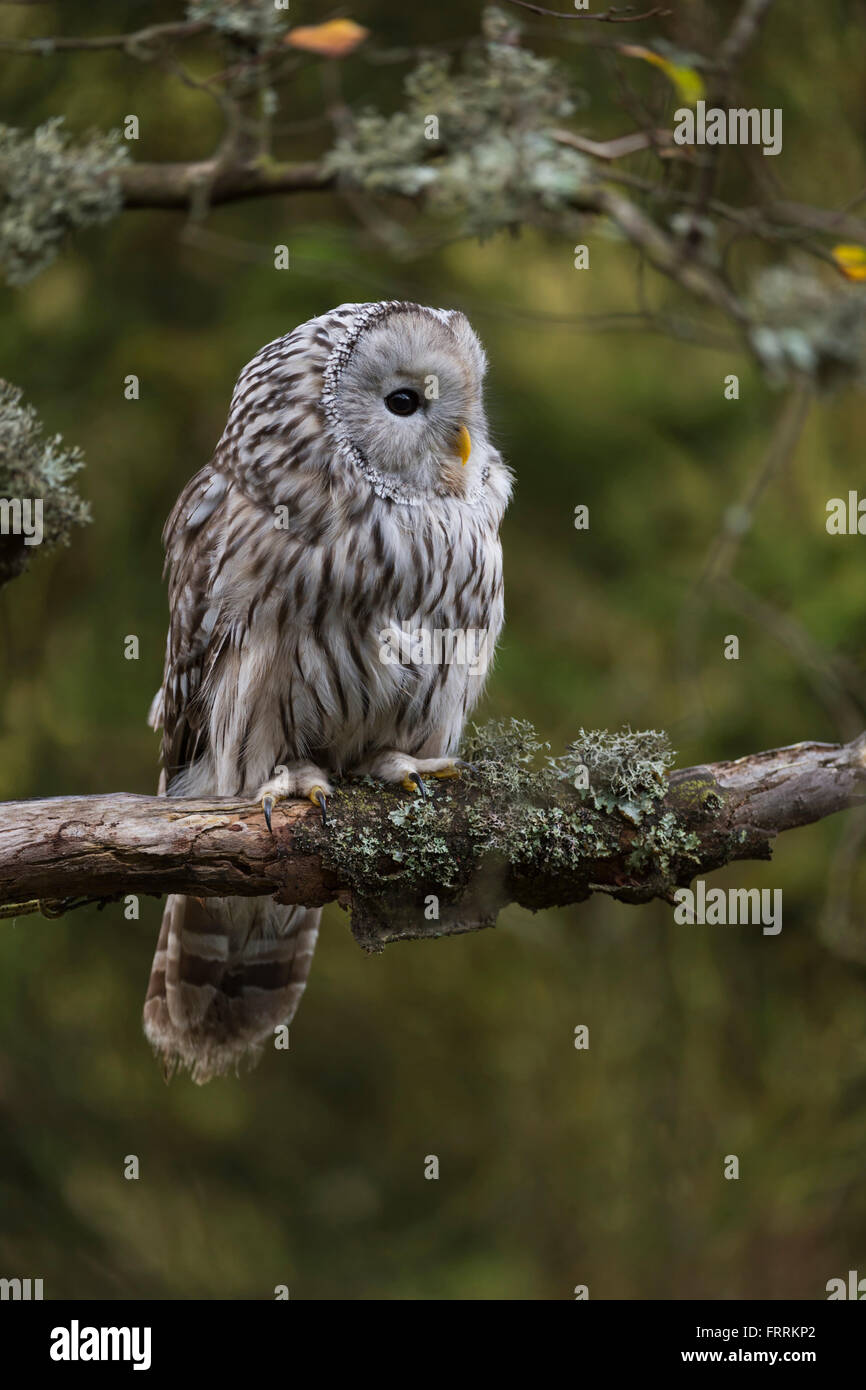Ural Eulen / Habichtskauz ( Strix uralensis ) thront an seinem Lieblingsplatz, einem Zweig eines alten Baumes, in einem Baum, herbstliche Farben, Tierwelt, Europa. Stockfoto