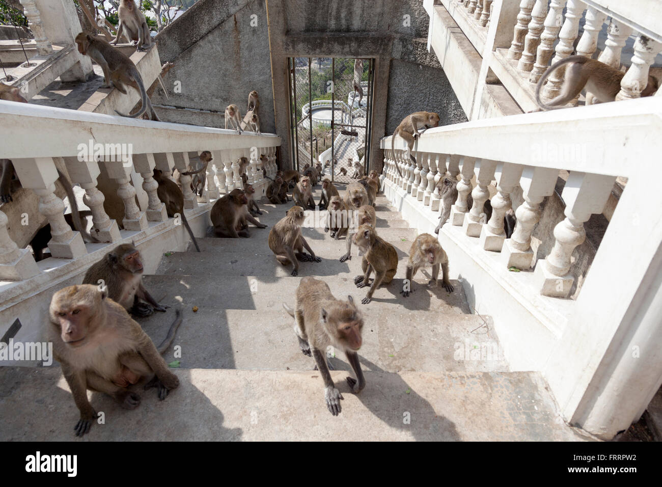 Horden von Affen schneidigen bis Thammikaram im Obergeschoss (Thailand). Makaken Se ruant En Haut de l ' escalier du Tempel Thammikaram. Stockfoto