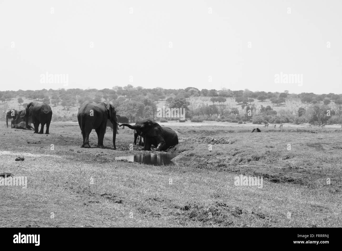 Elefantenherde am Ufer des Chobe Flusses - trinken, spielen und genießen eine gute alte Schlammbad Stockfoto