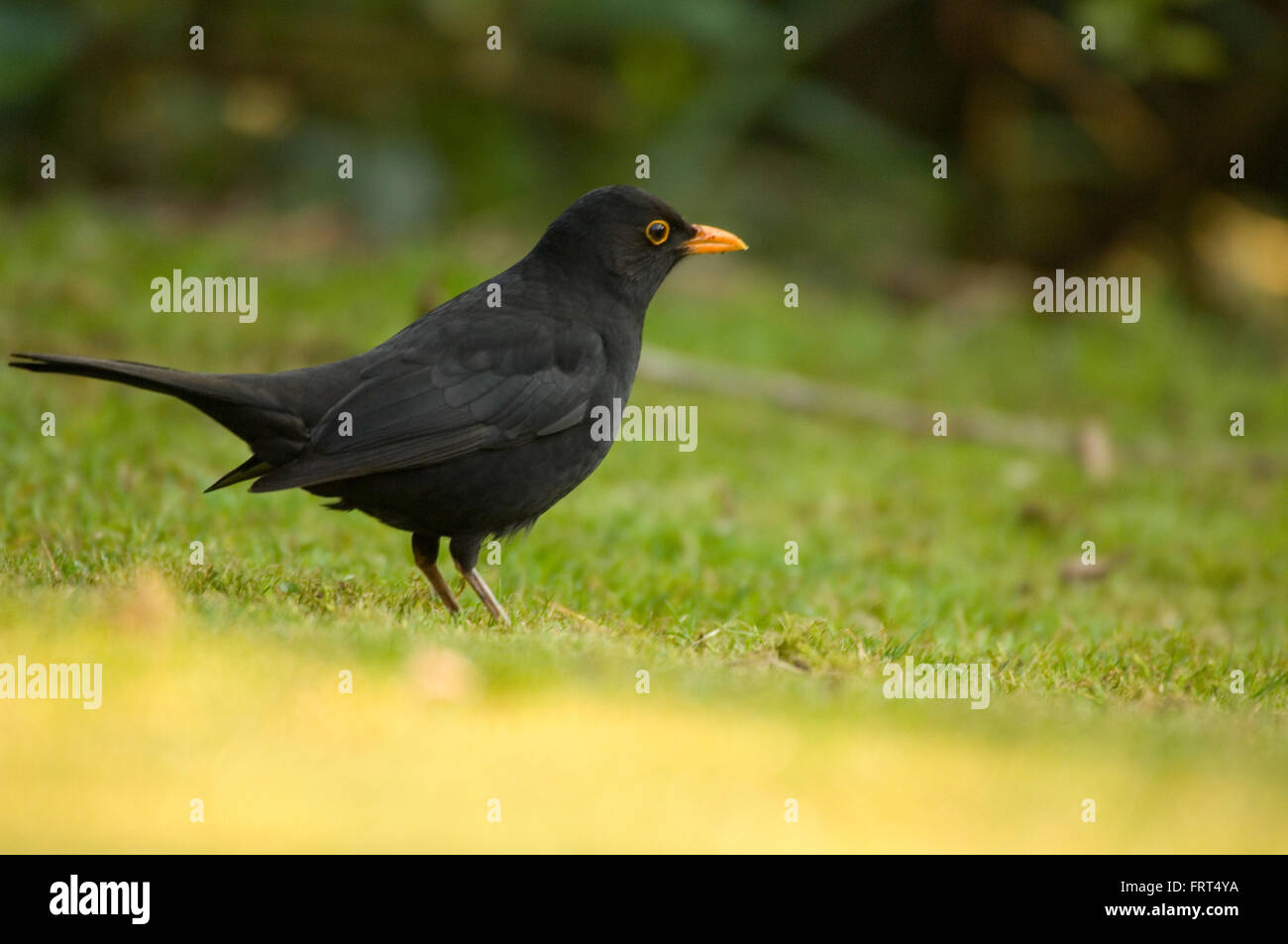 Amsel im Garten auf der Suche nach Nahrung. Stockfoto