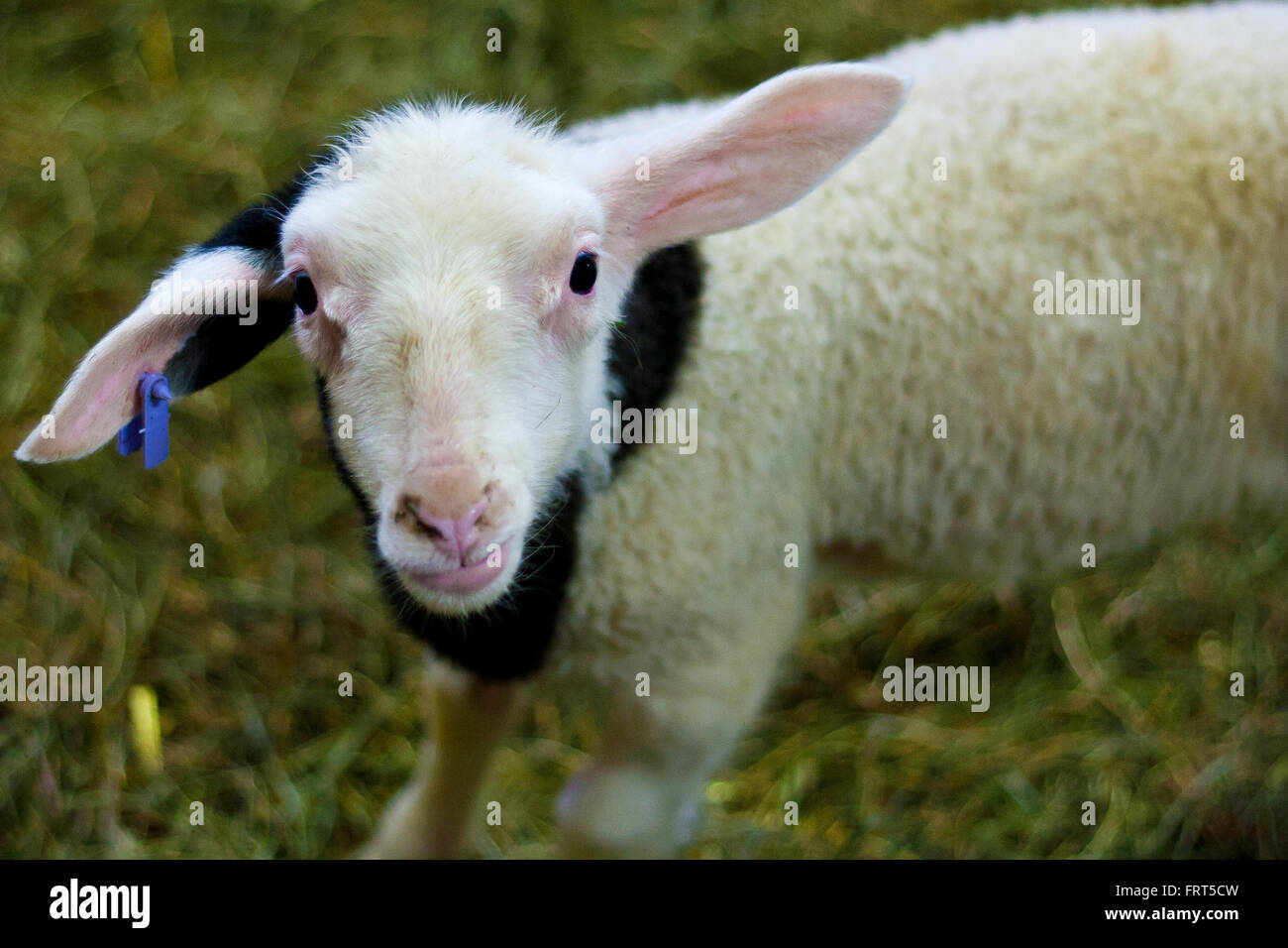 Weißes Lamm mit einem schwarzen "Schal". Stockfoto