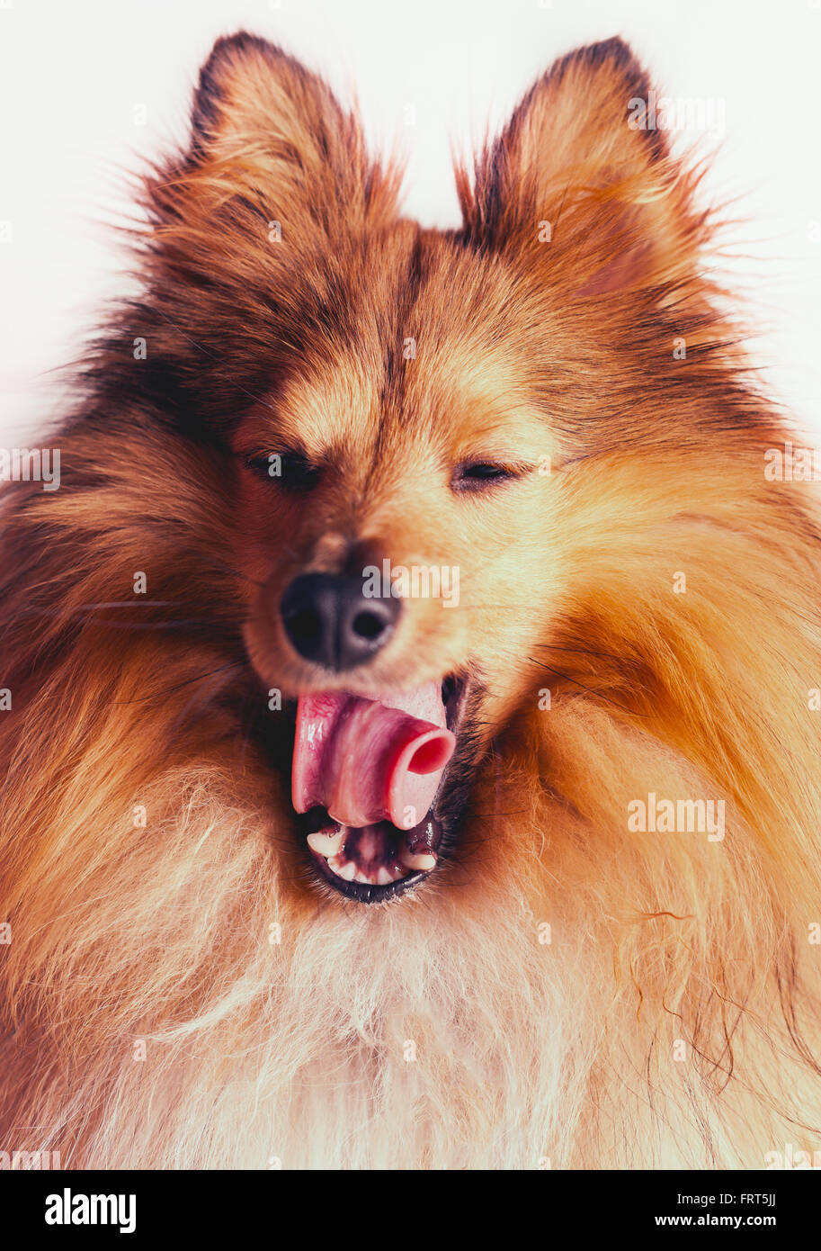 Gähnen Sheltie Hund portrait Stockfoto