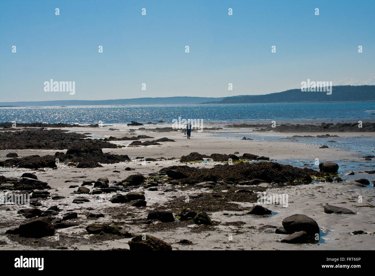 Männliche Teenager Rückkehr aus einem Graben Abenteuer entlang der Küste bei Ebbe. Stockfoto