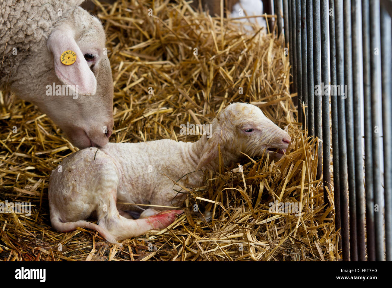 EWE Reinigung ihr Neugeborenes Lamm. Stockfoto