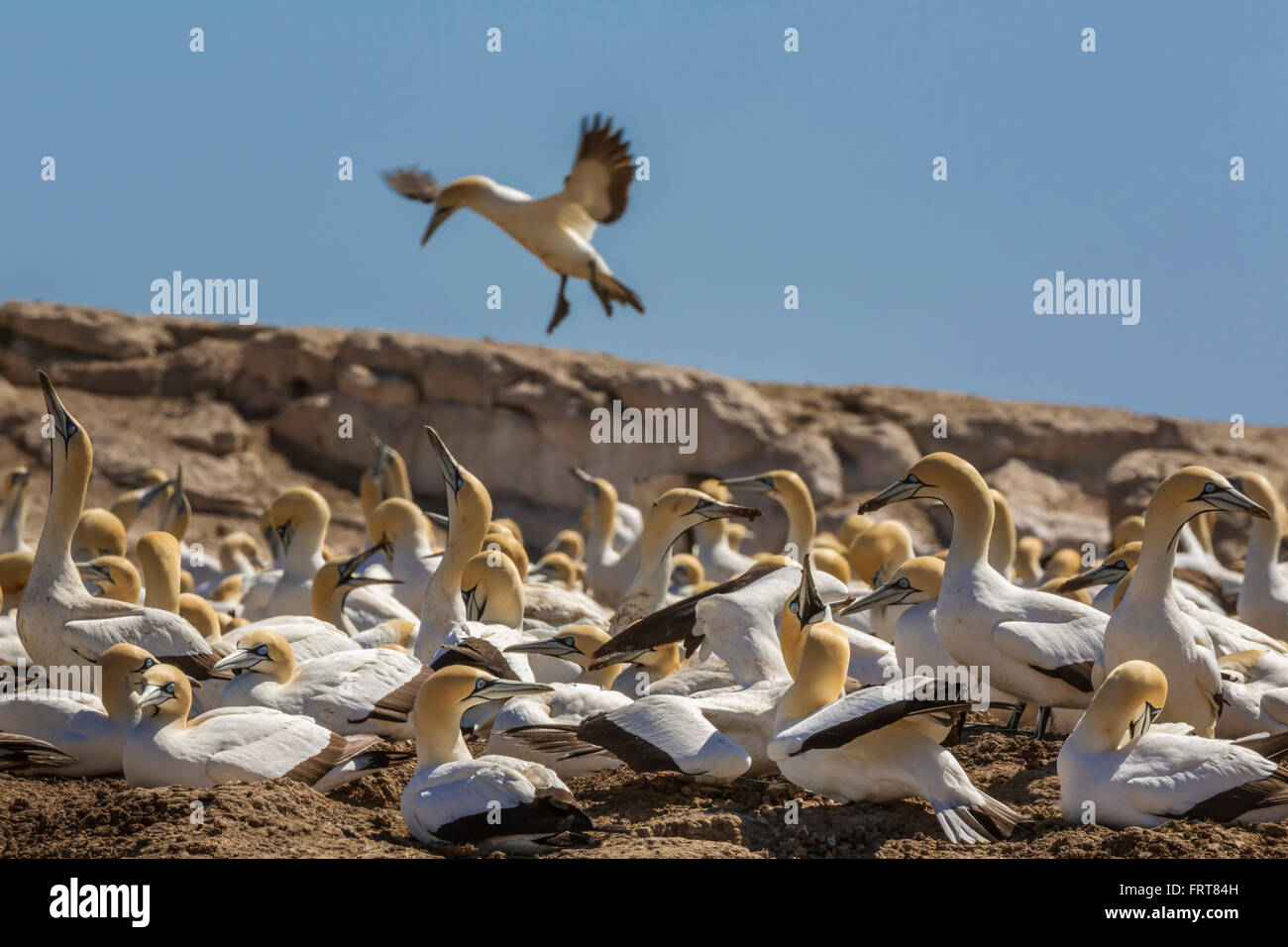 Cape Basstölpel (Morus Capensis), Zucht Kolonie, Lamberts Bay, Südafrika, Stockfoto