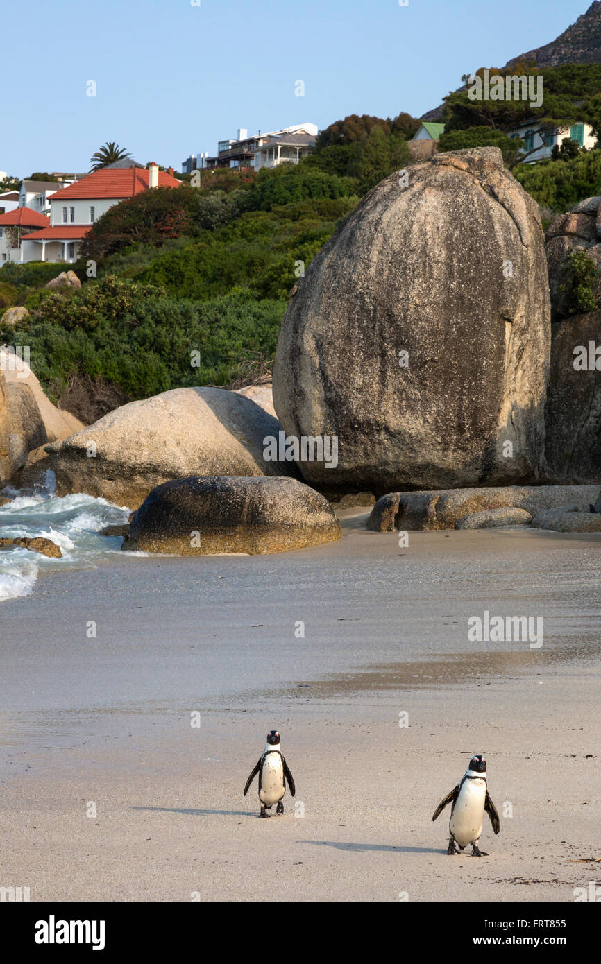 Afrikanische Pinguine (Spheniscus Demersus) zurück zur Kolonie, Foxy Beach Table Mountain National Park, Simons Town, Südafrika Stockfoto