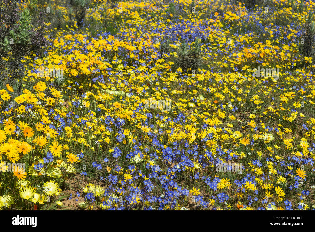 Frühling Wildblumen, Papkuilsfontein Farm, Nieuwoudtville, Northern Cape, Südafrika Stockfoto