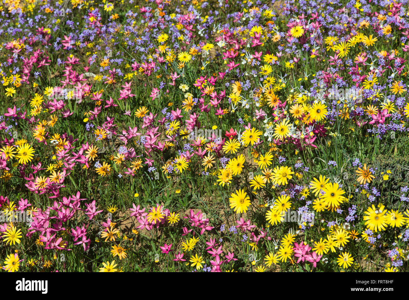 Frühling Wildblumen, Papkuilsfontein Farm, Nieuwoudtville, Northern Cape, Südafrika Stockfoto