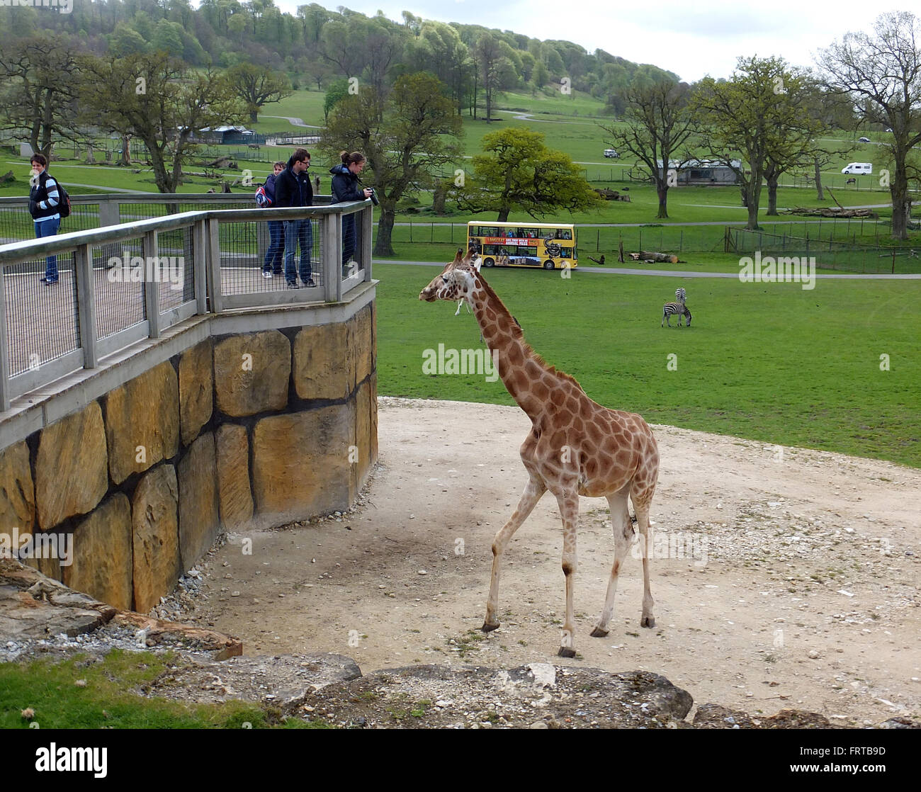 Giraffe und Besucher bei Longleat Safari Park, Wiltshire, England, UK Stockfoto