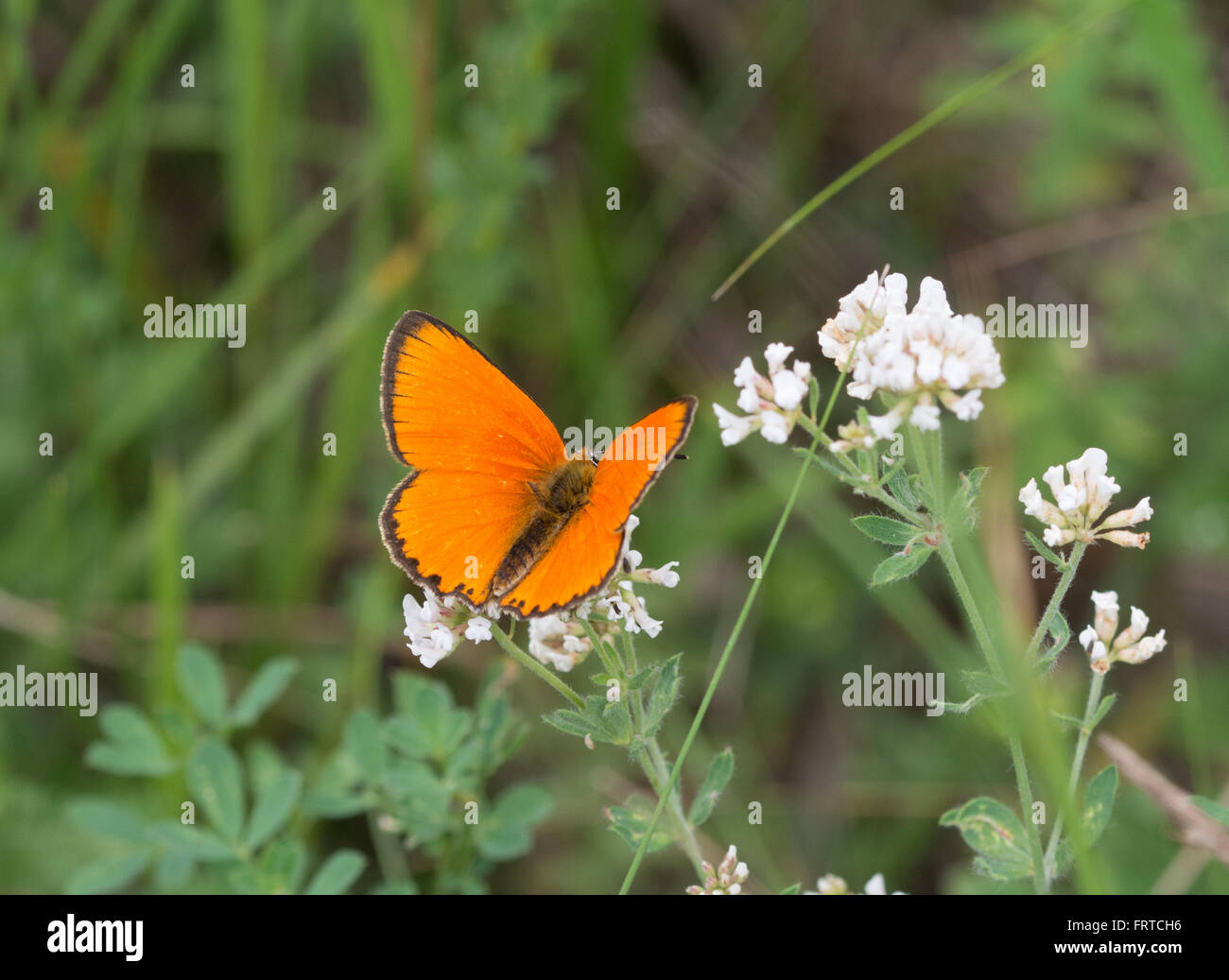 Knappen Kupfer Schmetterling (Lycaena Virgaureae) auf weißen Wildblumen in Aggtelek Nationalpark, Ungarn Stockfoto