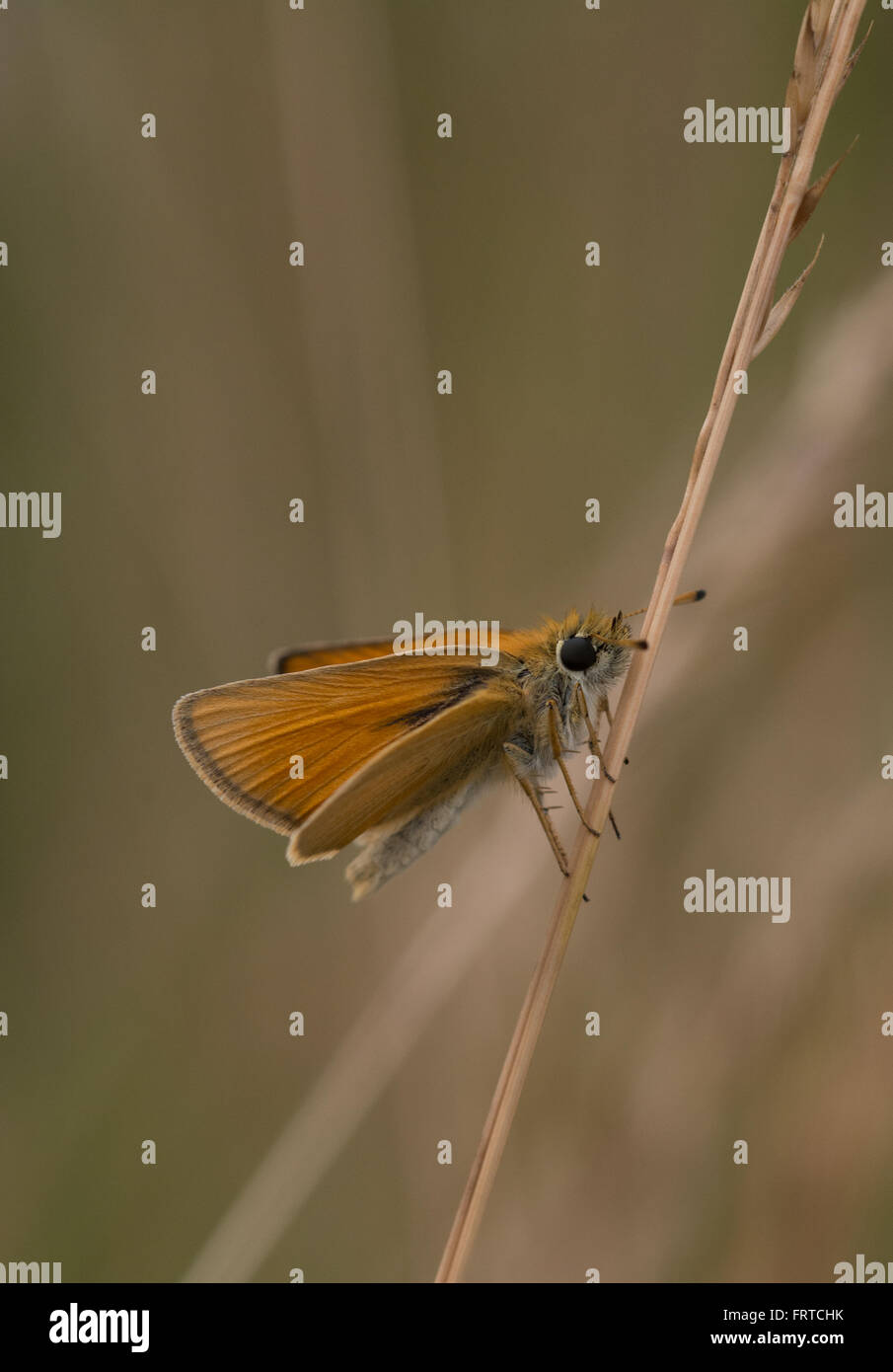 Essex-Skipper-Schmetterling (Thymelikus lineola) auf Grasstamm Stockfoto