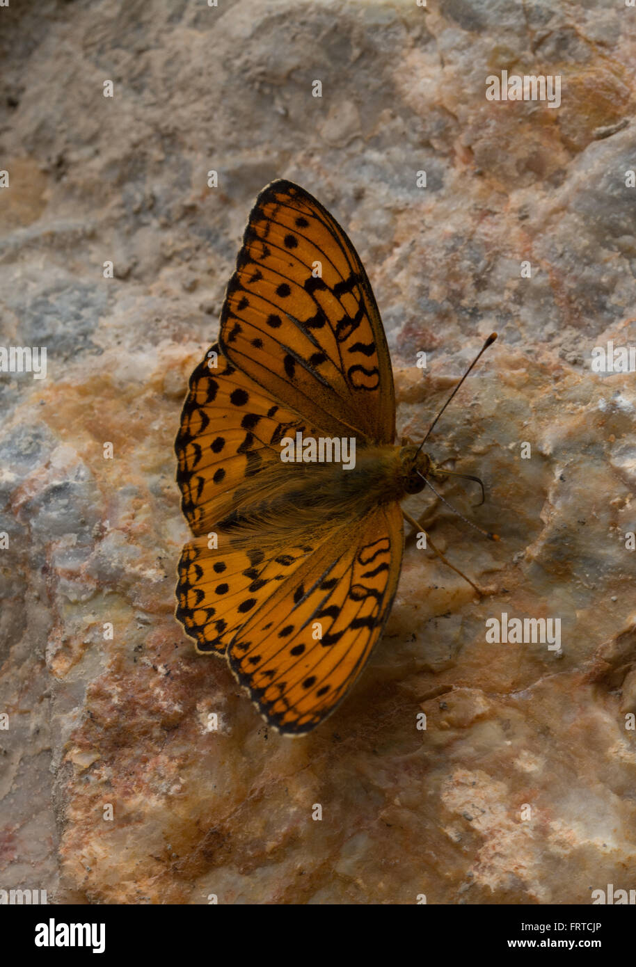 Hohe braune Fritillary Butterfly (Fabriciana Adippe) an Wand Stockfoto